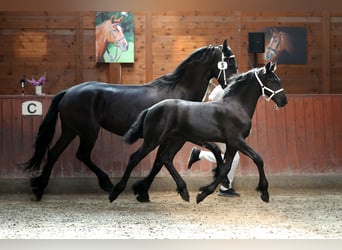 Fries paard, Hengst, veulen (05/2023), 167 cm, Zwart
