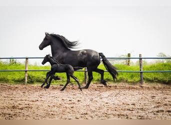 Fries paard, Hengst, veulen (05/2023), 168 cm, Zwart