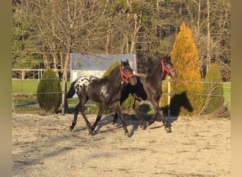 Fries paard, Hengst, Veulen (05/2025), Appaloosa