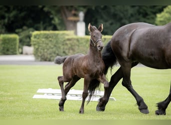 Fries paard, Hengst, Veulen (06/2026), Zwart