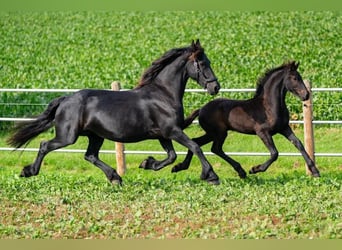 Fries paard, Hengst, veulen (06/2023), Zwart