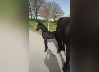 Fries paard, Hengst, Veulen (05/2026), Zwart
