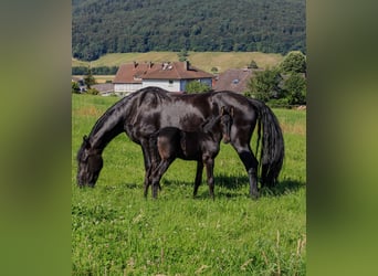 Fries paard, Hengst, veulen (06/2024), Zwart