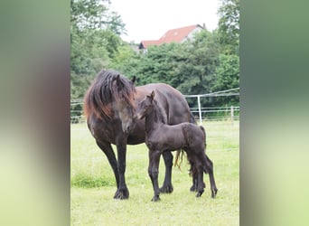 Fries paard, Hengst, veulen (06/2024), Zwart