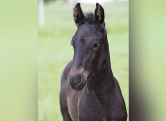 Fries paard, Hengst, veulen (05/2024), Zwart