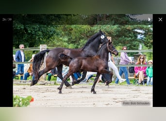 Fries paard, Hengst, veulen (05/2023), Zwart