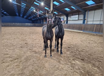 Fries paard, Hengst, veulen (04/2024), Zwart