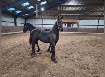 Fries paard, Hengst, veulen (04/2024), Zwart