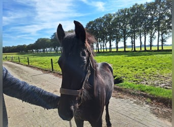 Fries paard, Hengst, veulen (04/2024), Zwart