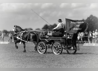 Fries paard, Hengst, 8 Jaar, 164 cm, Zwart