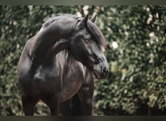 Fries paard, Hengst, 12 Jaar, 167 cm, Zwart