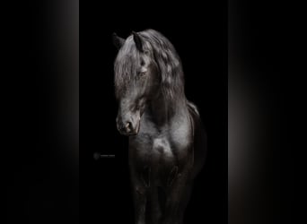 Fries paard, Hengst, 12 Jaar, 167 cm, Zwart