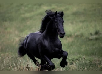 Fries paard, Hengst, 12 Jaar, 167 cm, Zwart