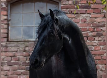 Fries paard, Hengst, 11 Jaar, 167 cm, Zwart