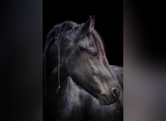 Fries paard, Hengst, 11 Jaar, 157 cm, Zwart