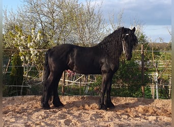 Fries paard, Hengst, 11 Jaar, 167 cm, Zwart