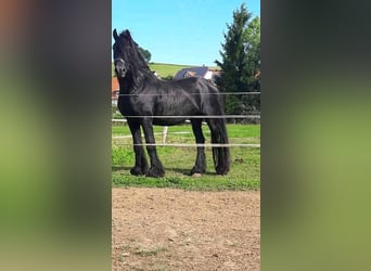 Fries paard, Hengst, 15 Jaar, 163 cm, Zwart