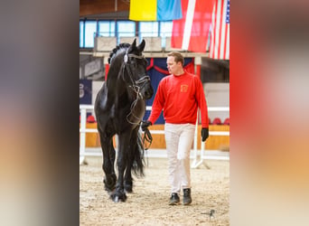 Fries paard, Hengst, 12 Jaar, 171 cm, Zwart