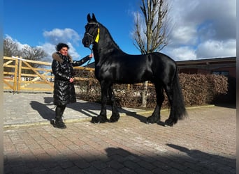 Fries paard, Hengst, 12 Jaar, 171 cm, Zwart