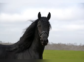 Fries paard, Hengst, 9 Jaar, 170 cm, Zwart