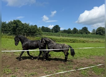 Fries paard, Hengst, 6 Jaar, Zwart