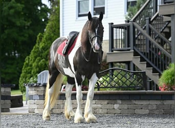 Fries paard, Merrie, 10 Jaar, 152 cm, Tobiano-alle-kleuren