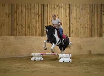 Fries paard, Merrie, 10 Jaar, 152 cm, Tobiano-alle-kleuren