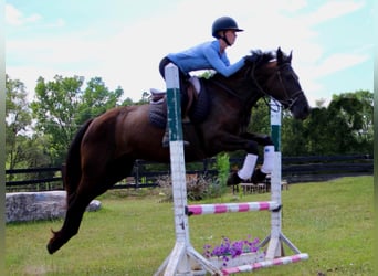 Fries paard, Merrie, 10 Jaar, 155 cm, Zwart