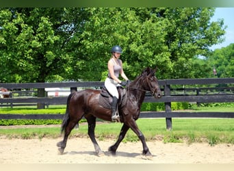 Fries paard, Merrie, 10 Jaar, 155 cm, Zwart