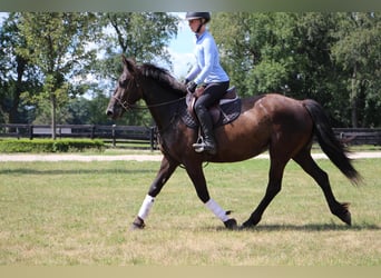 Fries paard, Merrie, 10 Jaar, 155 cm, Zwart