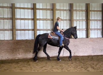 Fries paard, Merrie, 10 Jaar, 155 cm, Zwart