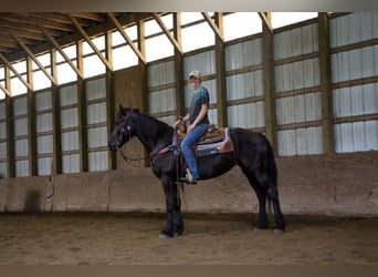 Fries paard, Merrie, 10 Jaar, 155 cm, Zwart