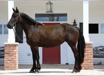 Fries paard, Merrie, 10 Jaar, 155 cm, Zwart