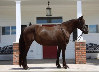 Fries paard, Merrie, 10 Jaar, 155 cm, Zwart