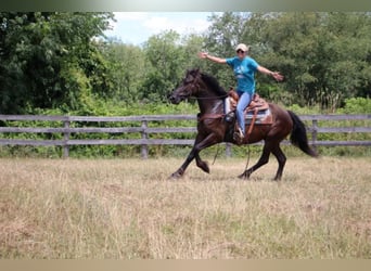 Fries paard, Merrie, 10 Jaar, 155 cm, Zwart