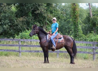 Fries paard, Merrie, 10 Jaar, 155 cm, Zwart