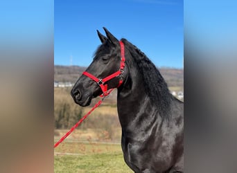 Fries paard, Merrie, 10 Jaar, 158 cm, Zwart