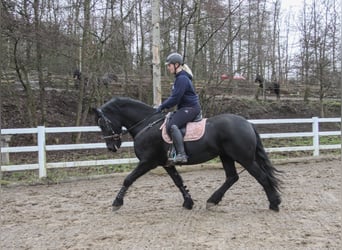 Fries paard, Merrie, 10 Jaar, 158 cm, Zwart