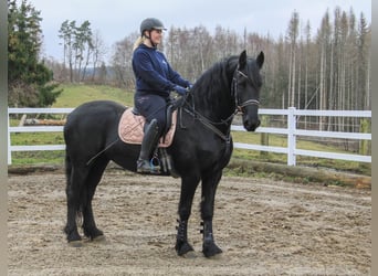 Fries paard, Merrie, 10 Jaar, 158 cm, Zwart