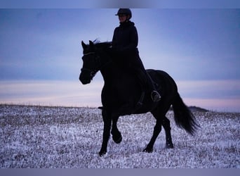 Fries paard, Merrie, 10 Jaar, 160 cm, Zwart