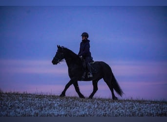 Fries paard, Merrie, 10 Jaar, 160 cm, Zwart