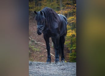 Fries paard, Merrie, 10 Jaar, 160 cm, Zwart