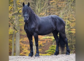 Fries paard, Merrie, 10 Jaar, 160 cm, Zwart