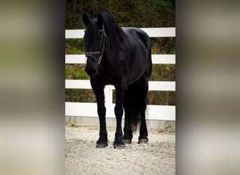 Fries paard, Merrie, 10 Jaar, 160 cm, Zwart