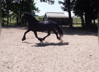 Fries paard, Merrie, 10 Jaar, 160 cm, Zwart