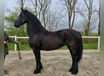 Fries paard, Merrie, 10 Jaar, 161 cm, Zwart