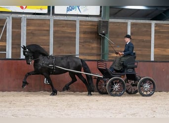 Fries paard, Merrie, 10 Jaar, 162 cm, Zwart