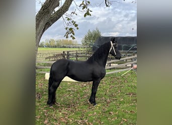 Fries paard, Merrie, 10 Jaar, 164 cm, Zwart