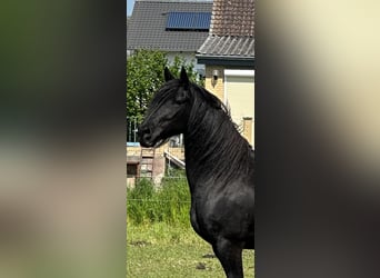 Fries paard, Merrie, 10 Jaar, 165 cm, Zwart