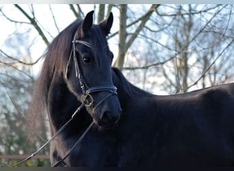 Fries paard, Merrie, 10 Jaar, 165 cm, Zwart